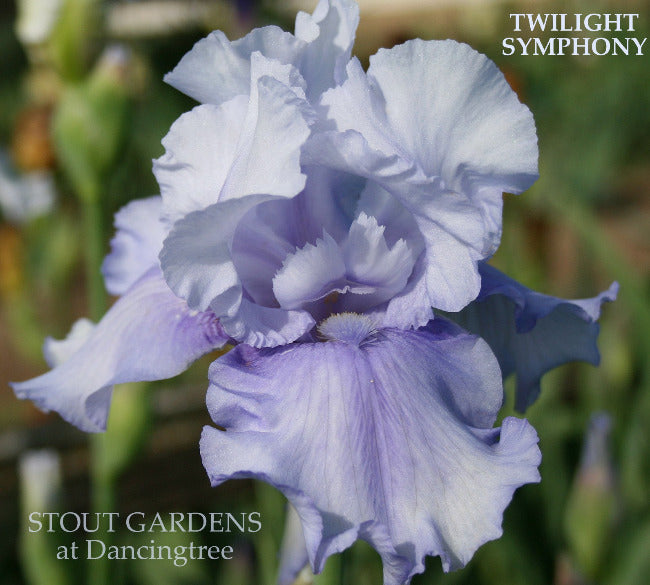 Iris Twilight Symphony