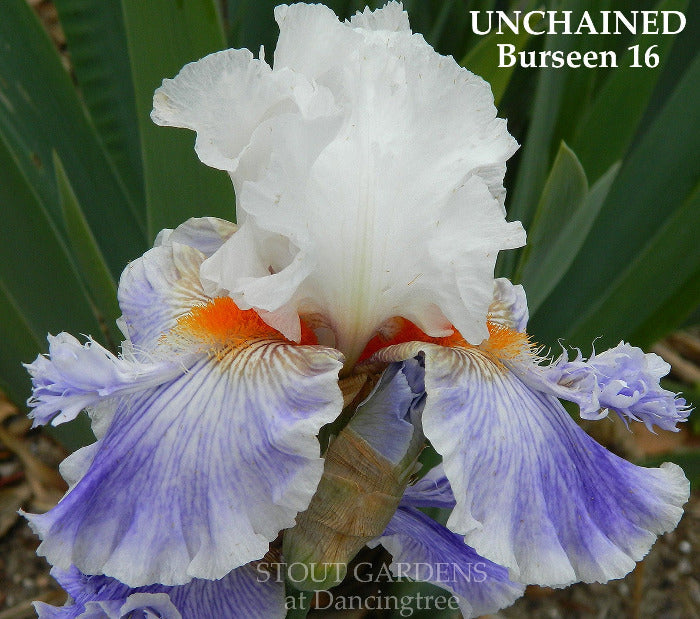 Iris Unchained