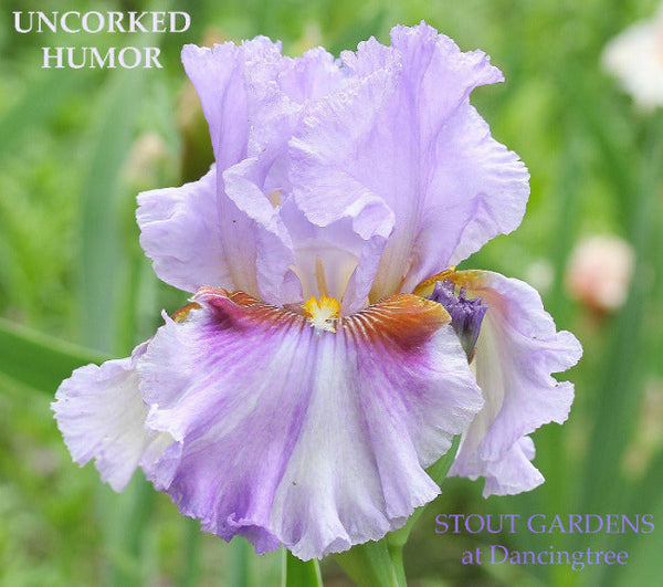 Iris Uncorked Humor