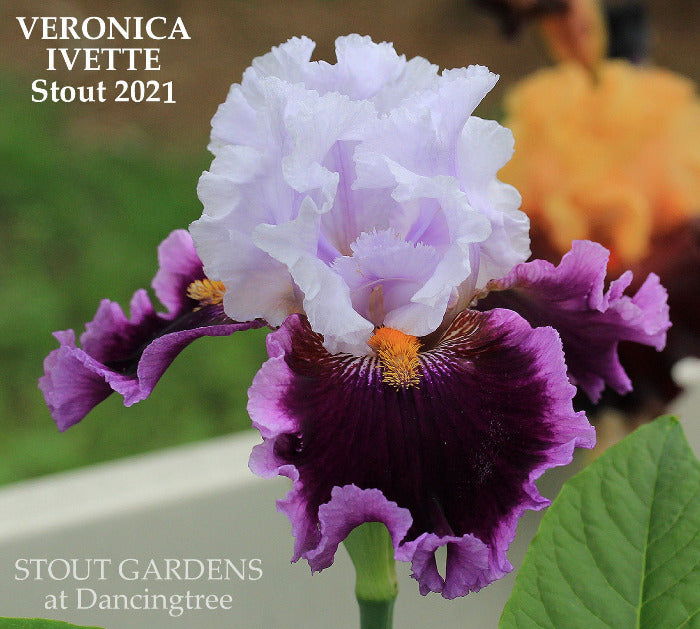 Iris Veronica Ivette