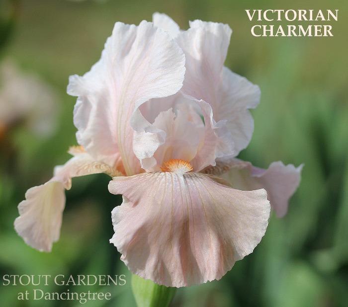 Iris Victorian Charmer