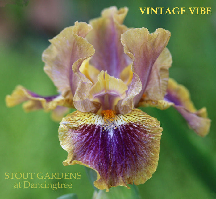 Iris Vintage Vibe