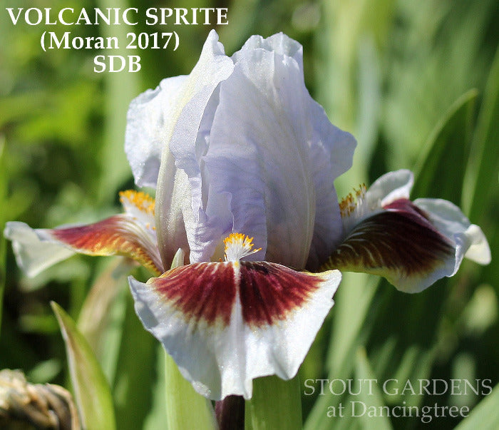 Iris Volcanic Sprite