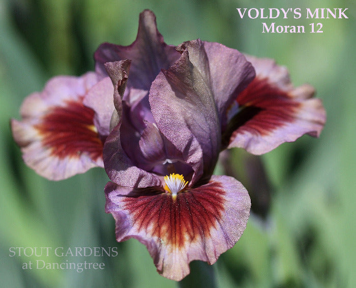 Iris Voldy's Mink