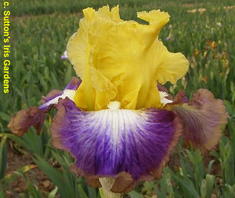 Iris Variety Show