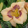 Daylily Visual Intrigue
