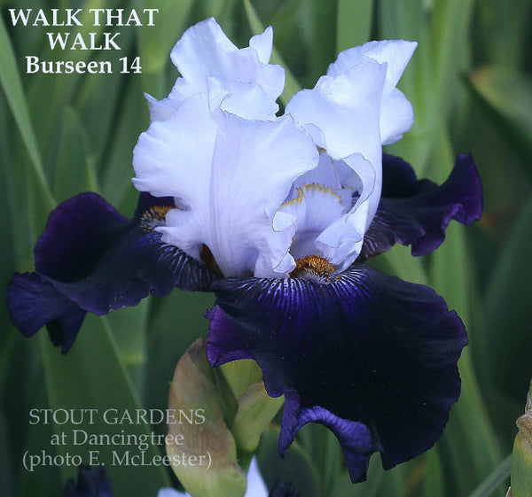 Iris Walk That Walk