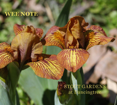 Iris Wee Note