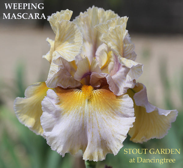 Iris Weeping Mascara