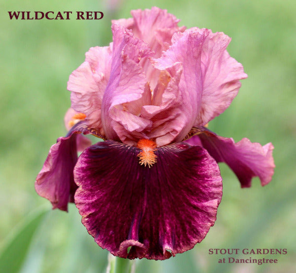 Iris Wildcat Red