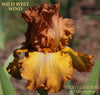 Iris Wild West Wind