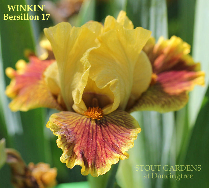Iris Winkin'