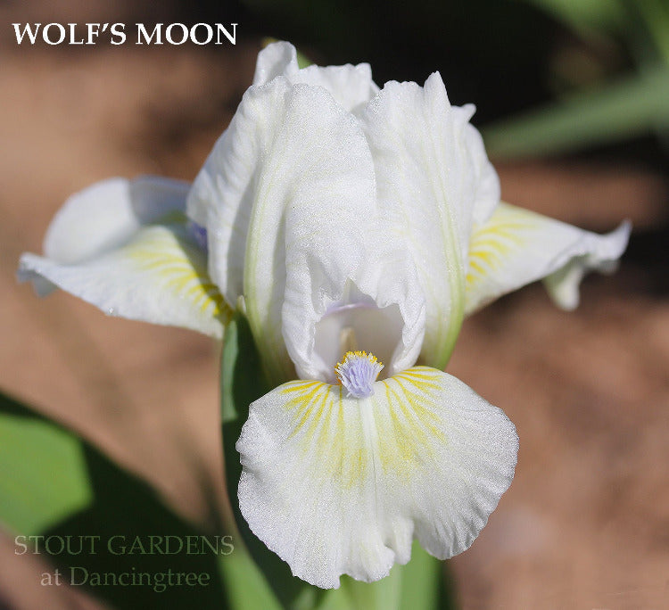 Iris Wolf's Moon