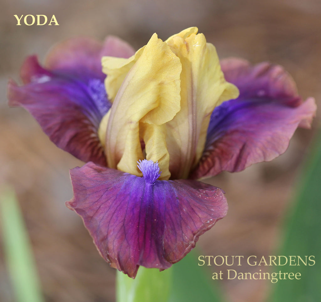 Iris Yoda