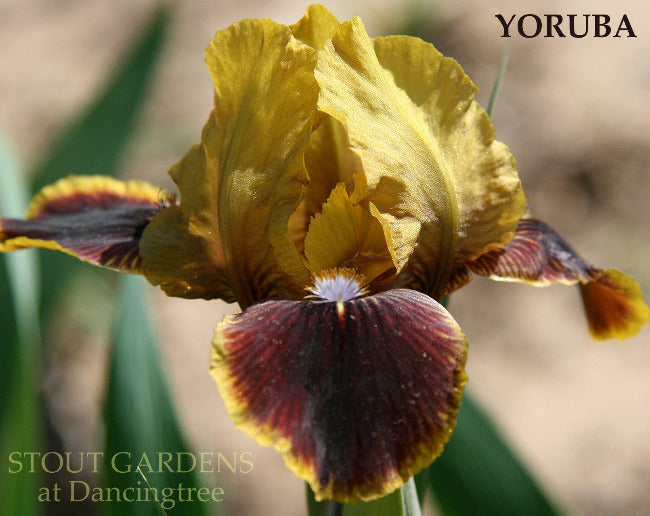 Iris Yoruba