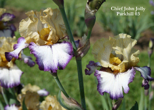 IRIS CHIEF JOHN JOLLY