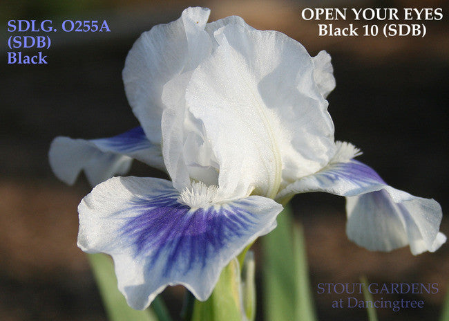 Iris OPEN YOUR EYES