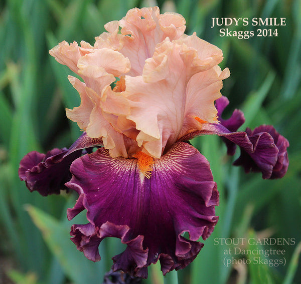 Iris JUDY'S SMILE
