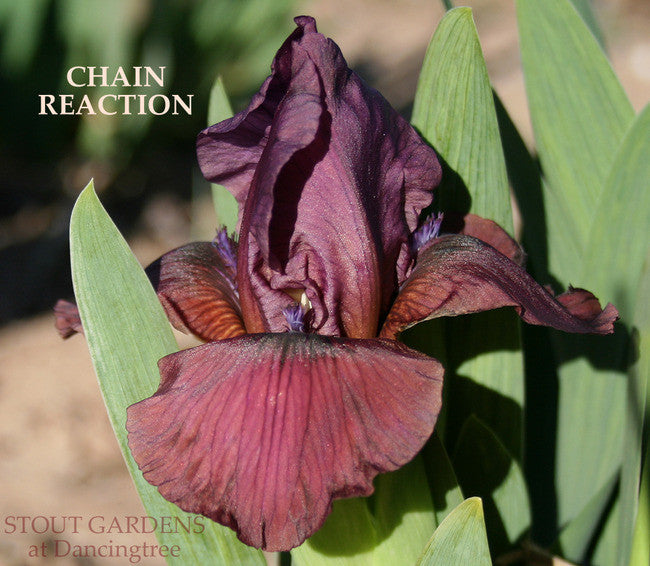 Iris CHAIN REACTION