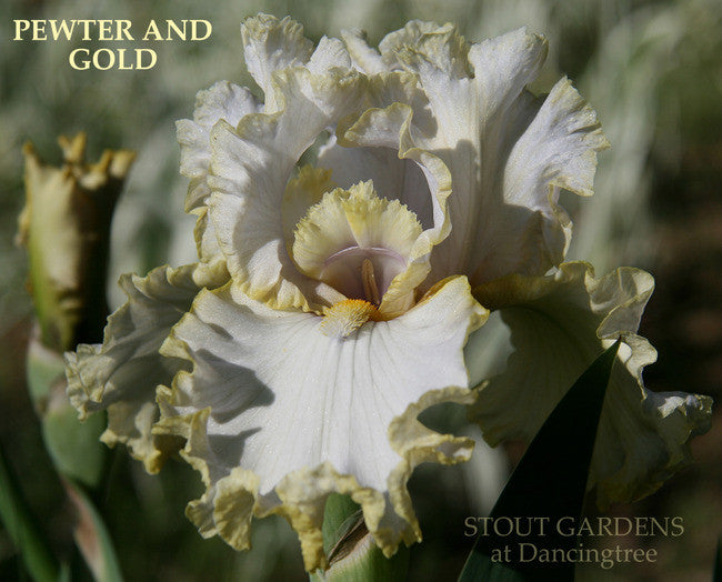 IRIS PEWTER AND GOLD