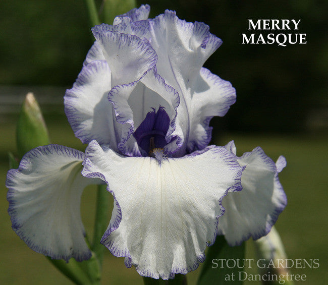 Iris MERRY MASQUE