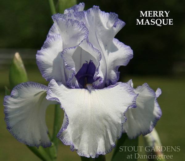 Iris MERRY MASQUE