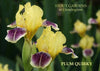 Iris PLUM QUIRKY