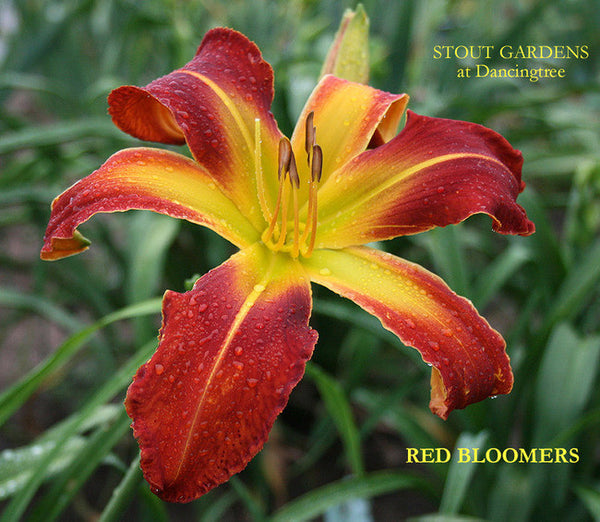 Daylily RED BLOOMERS