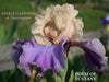 IRIS POEM OF ECSTASY
