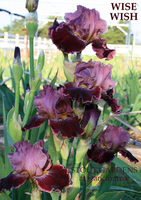 IRIS WISE WISH