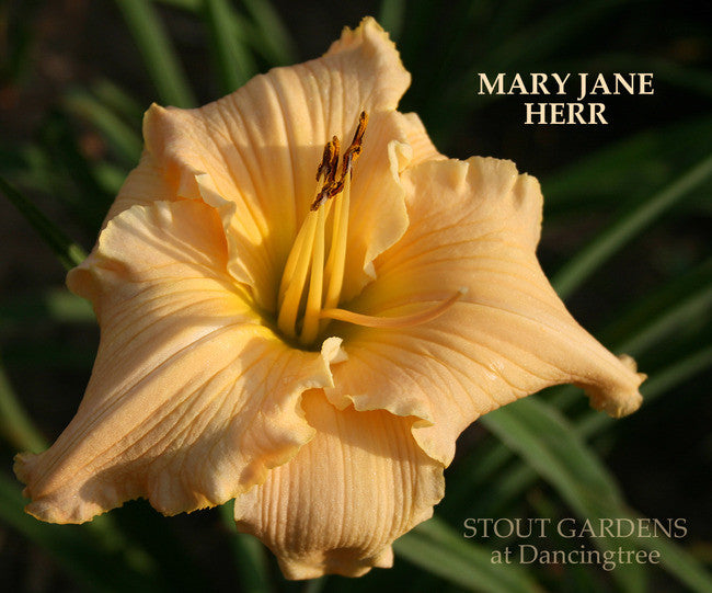 Daylily MARY JANE HERR