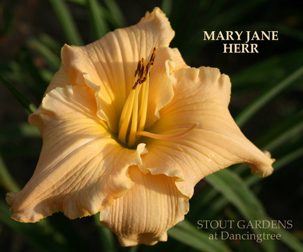 Daylily MARY JANE HERR