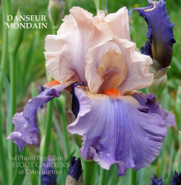 Iris DANSEUR MONDAIN