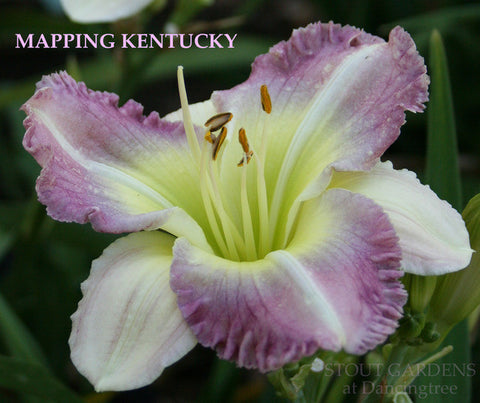 Daylily Mapping Kentucky