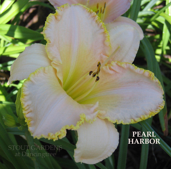 Daylily PEARL HARBOR
