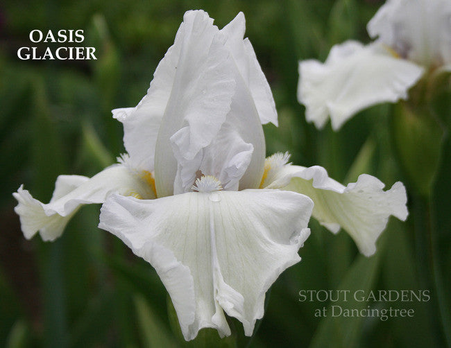 IRIS OASIS GLACIER