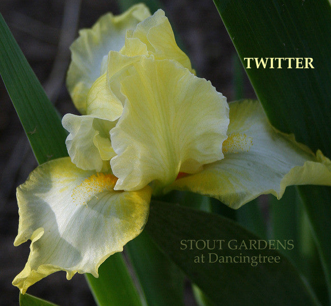 IRIS TWITTER