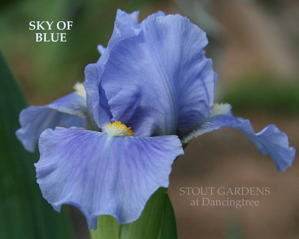 Iris SKY OF BLUE