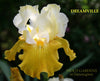Iris DREAMVILLE