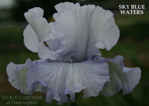 Iris SKY BLUE WATERS