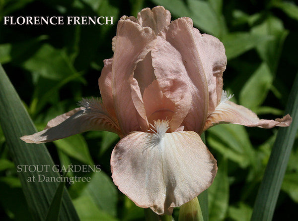 Iris FLORENCE FRENCH