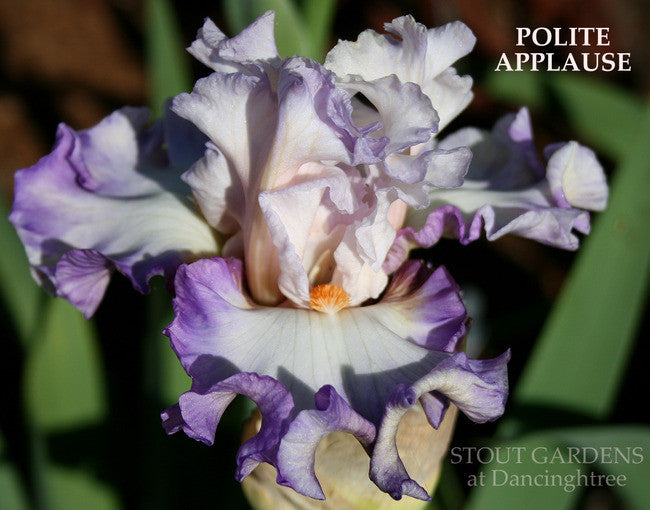 Iris POLITE APPLAUSE