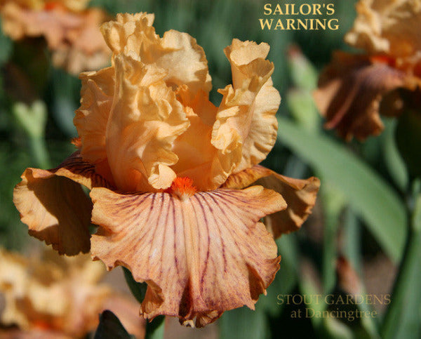 Iris SAILOR'S WARNING