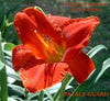 Daylily PALACE GUARD