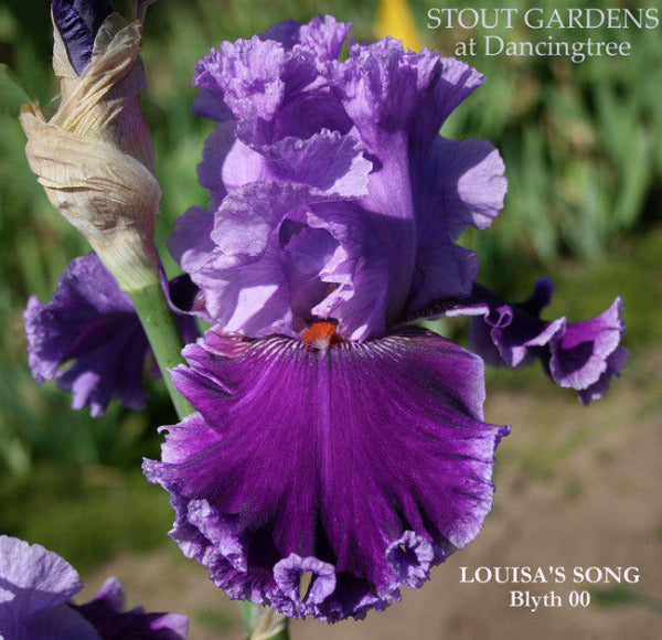 IRIS LOUISA'S SONG