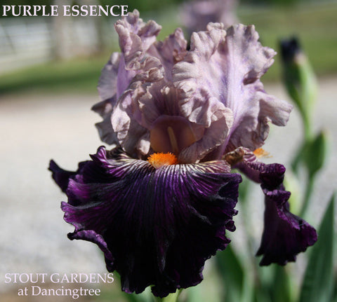 Iris Purple Essence