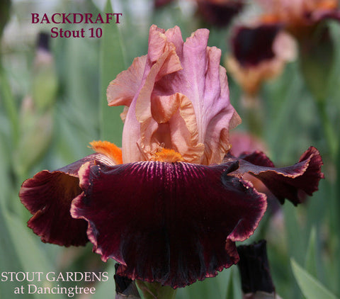 Iris Backdraft