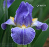 Iris QUENCH