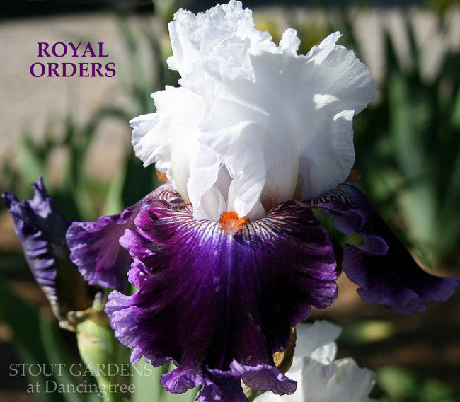 Iris ROYAL ORDERS