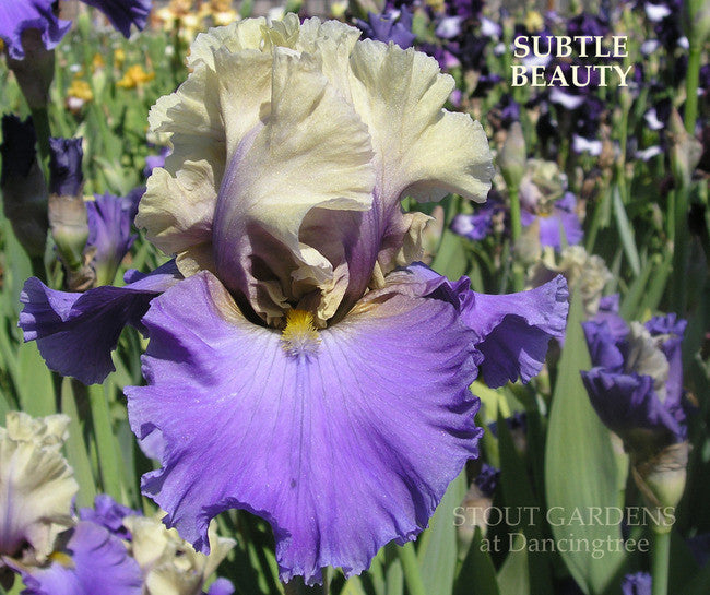 Iris SUBTLE BEAUTY